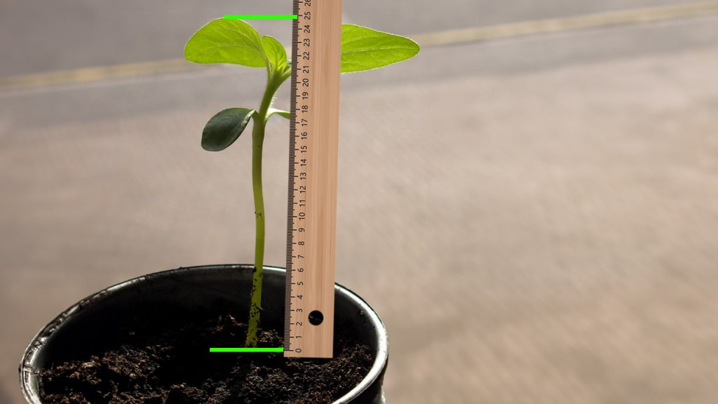 Measuring the sunflower with a ruler