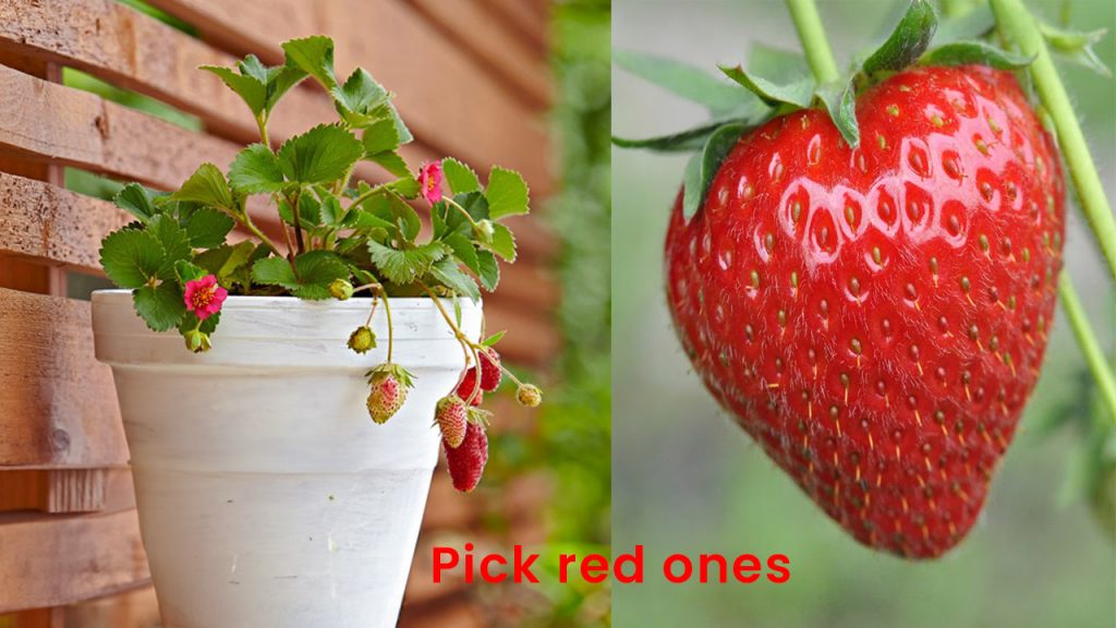 Pick the strawberries when they go red.