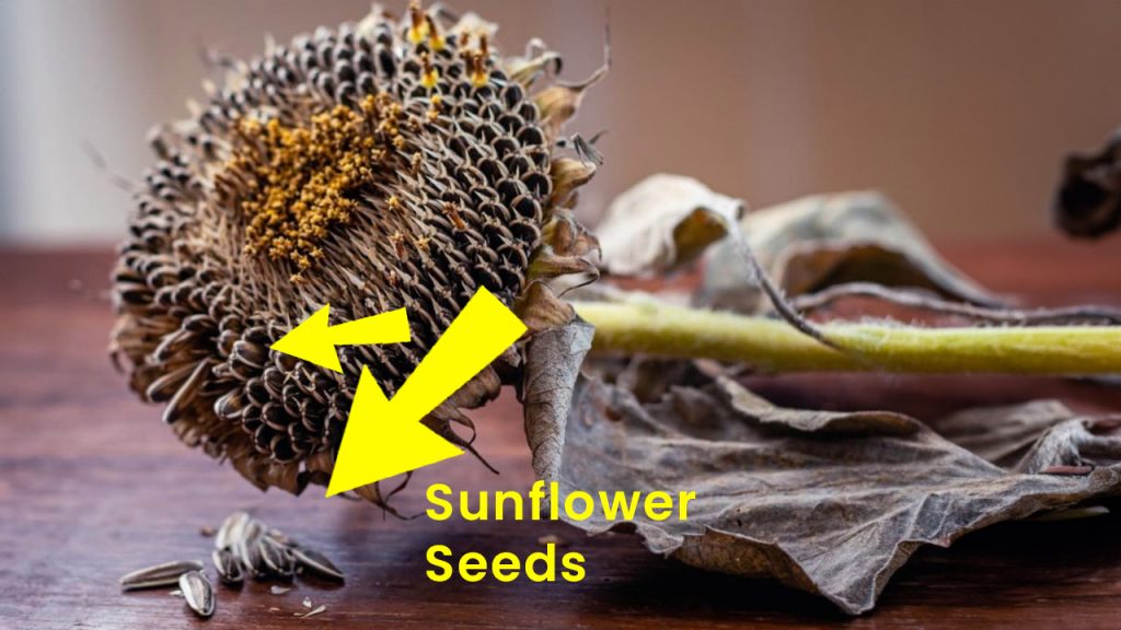 Dried Sunflower with Seeds