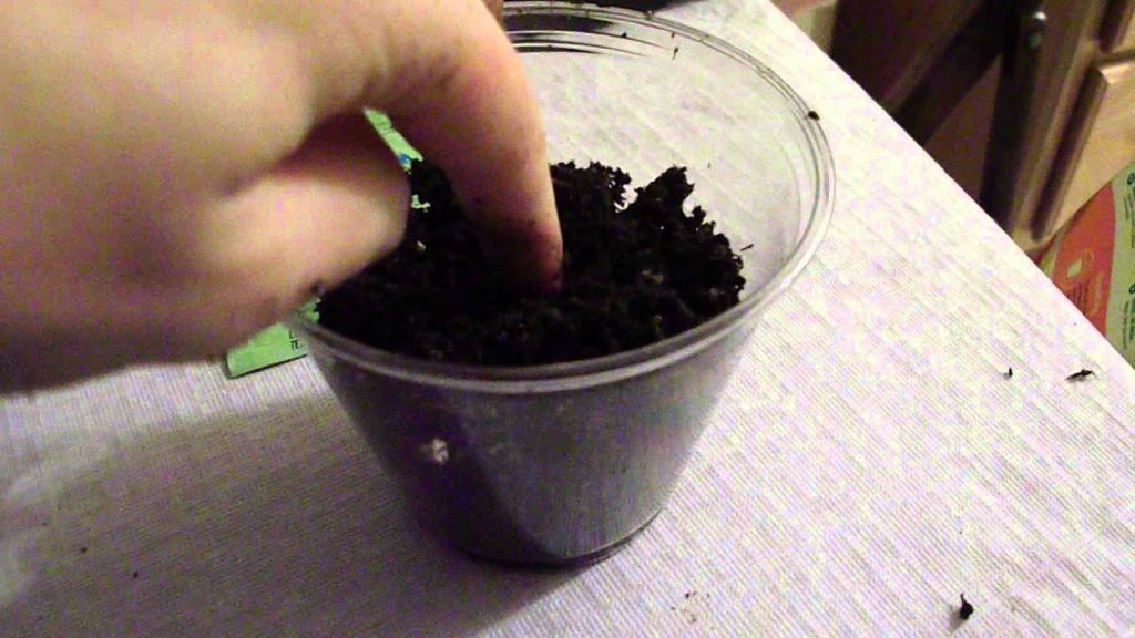 Poking a sunflower seed into a plastic cup filled near the top with soil.