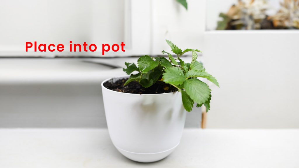 Place strawberry plant into new pot.