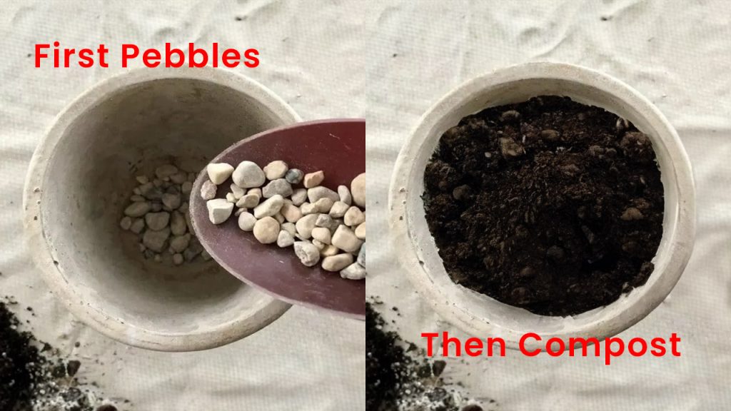 Pebbles first and then Compost into the pot,
