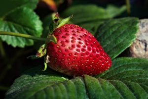 Strawberry growing on a plant.