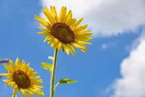 Sunflower under a blue sky