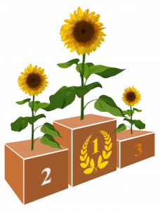 Sunflowers on a podium with the tallest in gold place, second in silver, and shortest in bronze.